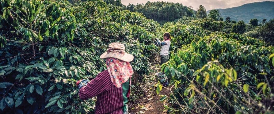 1-Day Excursion to Fairview Coffee Estate, Kiambu, Kenya
