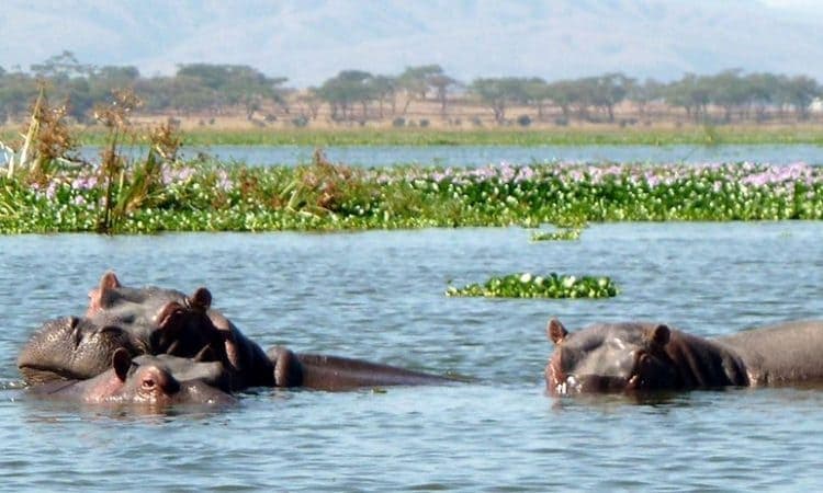 12 Days/11 Nights Aberdare - Lake Nakuru - Maasai Mara - Lake Naivasha - Amboseli - Diani Safari