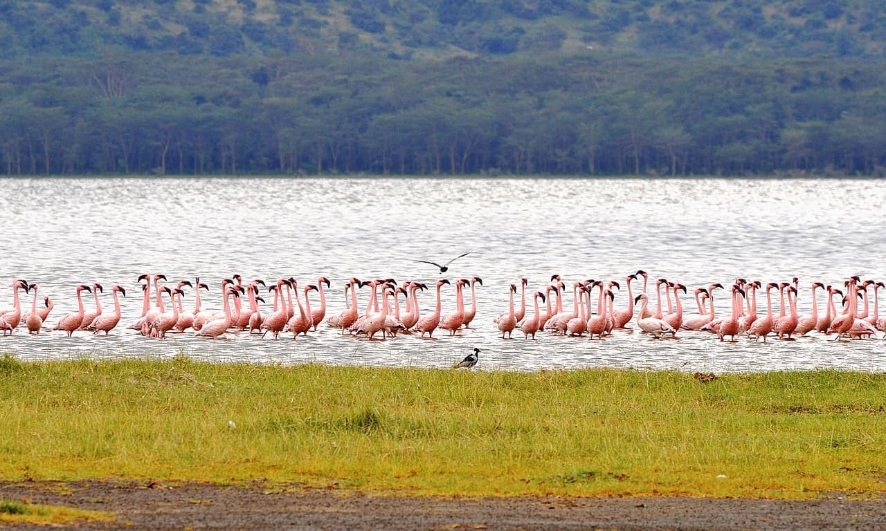 Rift Valley Safari Adventure