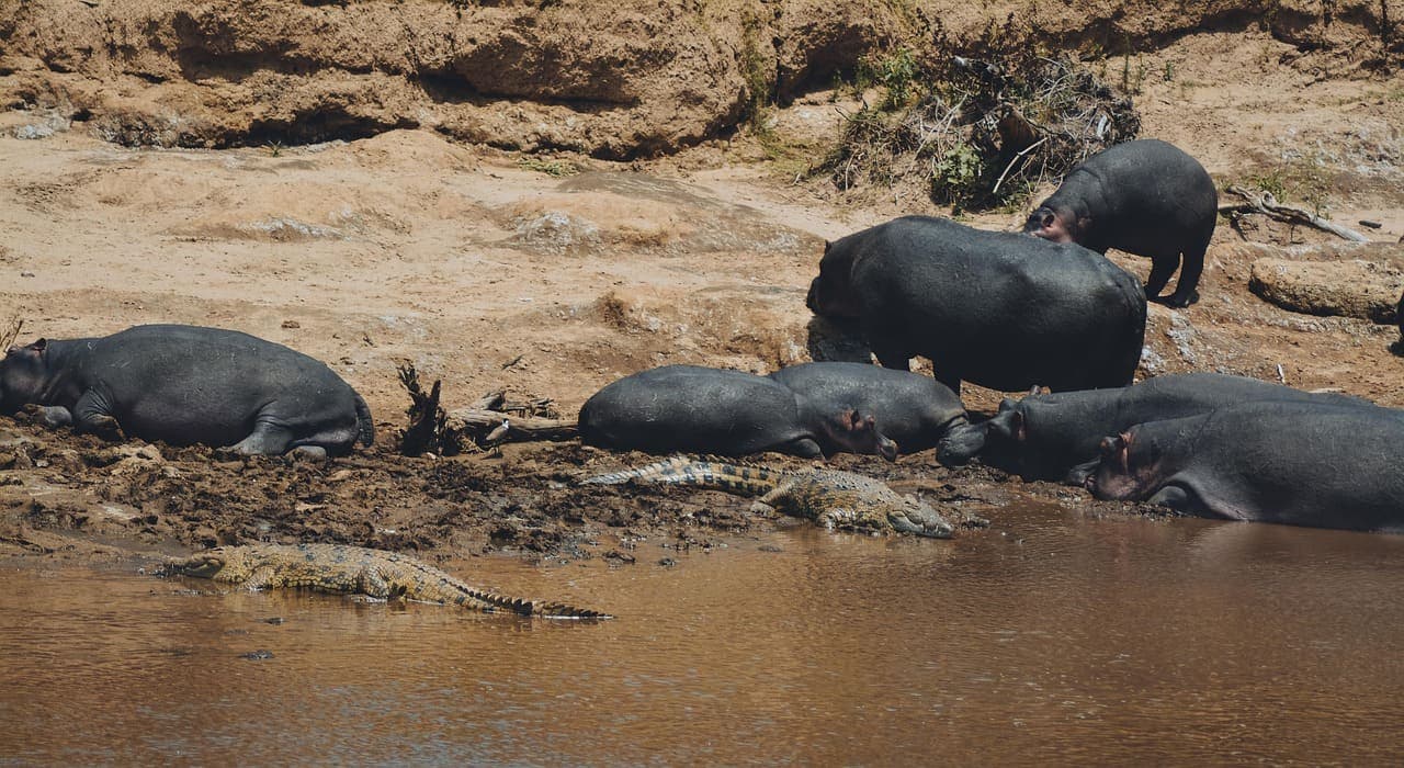 4 Days/3 Nights Maasai Mara Safari
