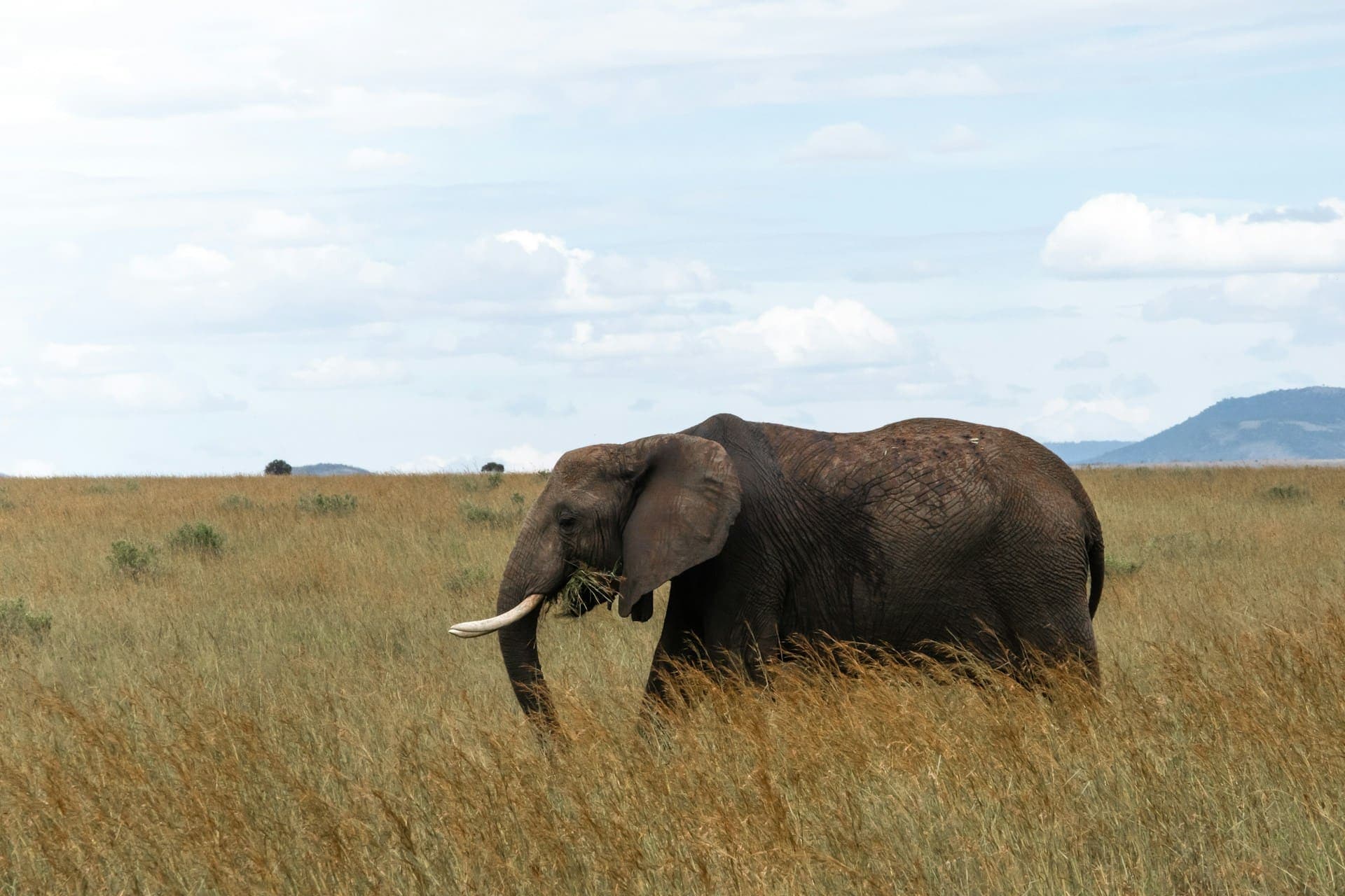 8 Days/7 Nights Maasai Mara - Lake Nakuru - Amboseli Safari