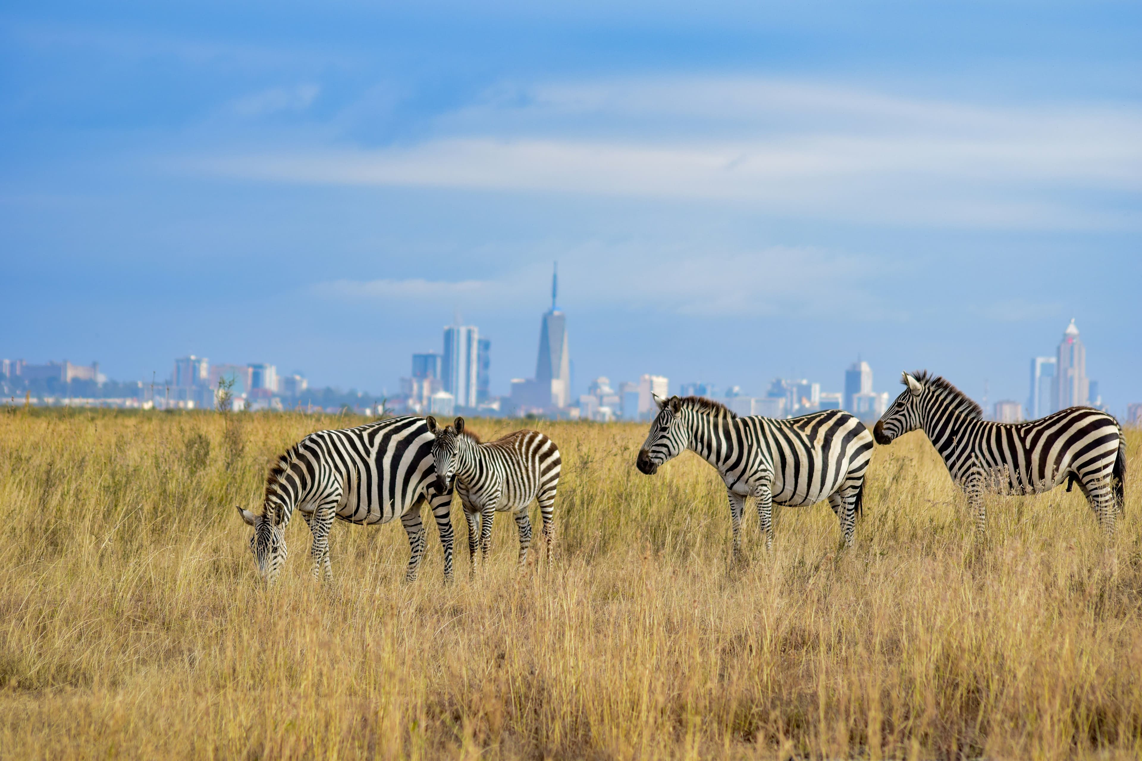 1-Day Nairobi National Park Excursion 