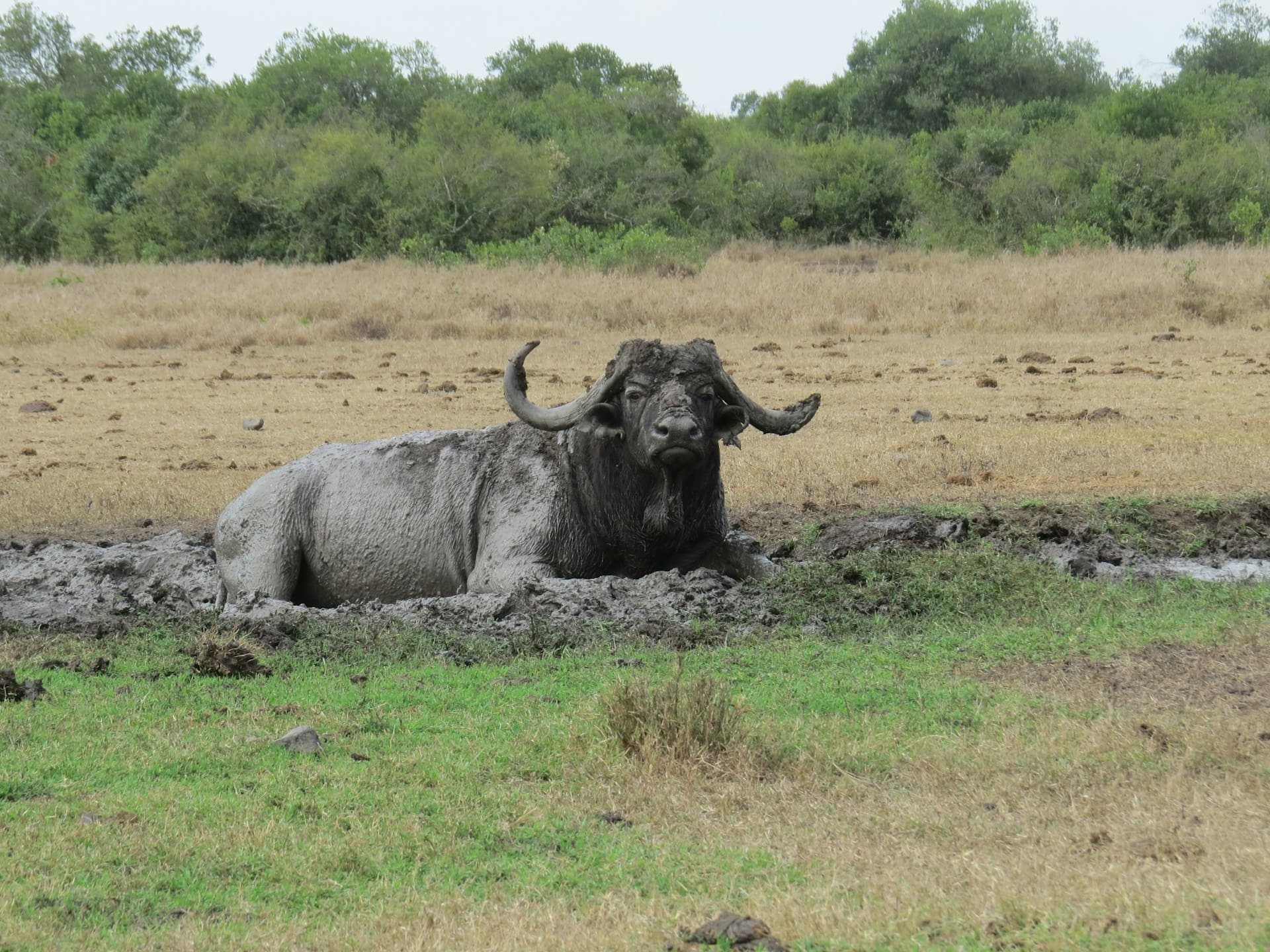 7 Days/6 Nights Ol Pejeta - Lake Naivasha - Maasai Mara Safari