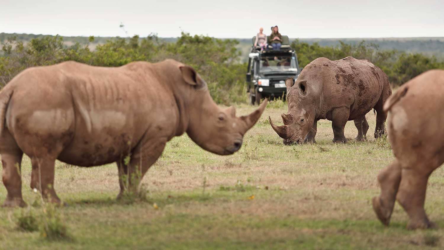 Exclusive Porini Safari Journey