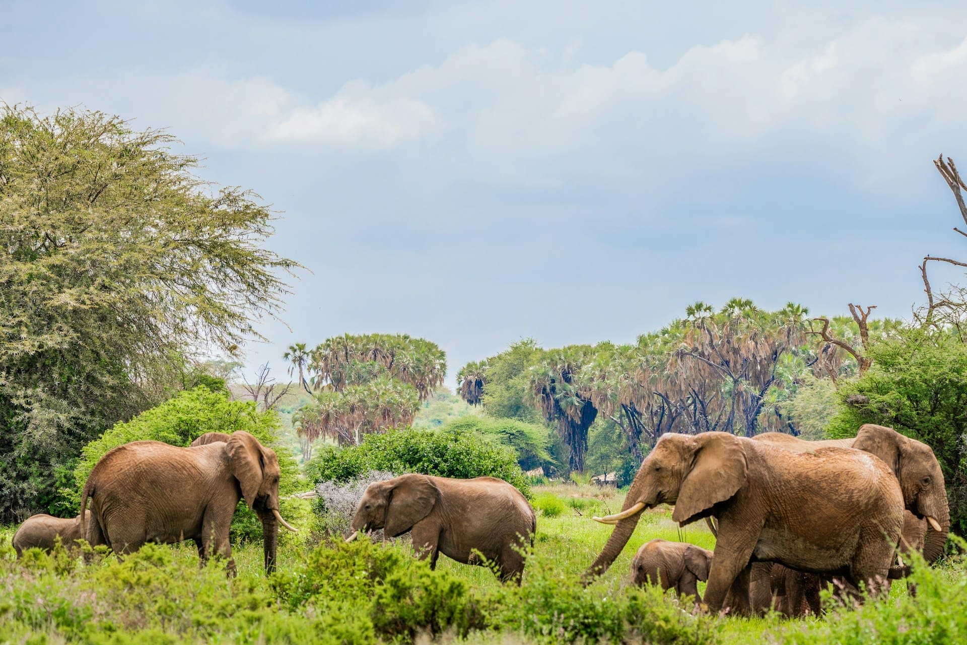 10 Days/9 Nights Samburu - Aberdare - Lake Nakuru - Lake Naivasha - Maasai Mara - Amboseli Safari
