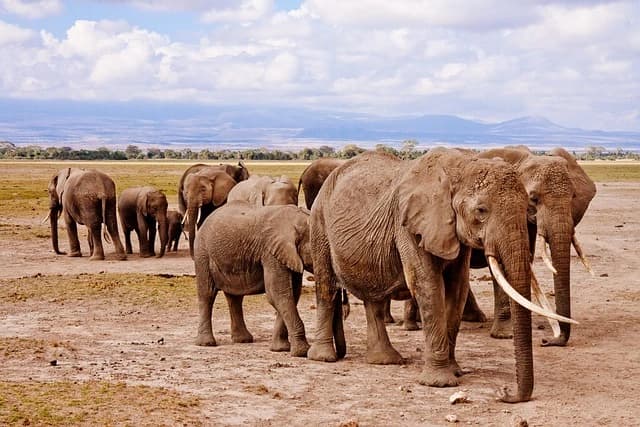 Amboseli Elephant Trail