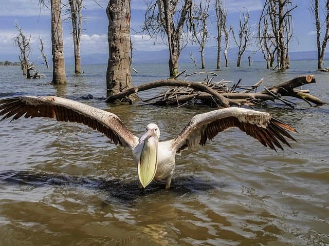 Lake Naivasha Retreat