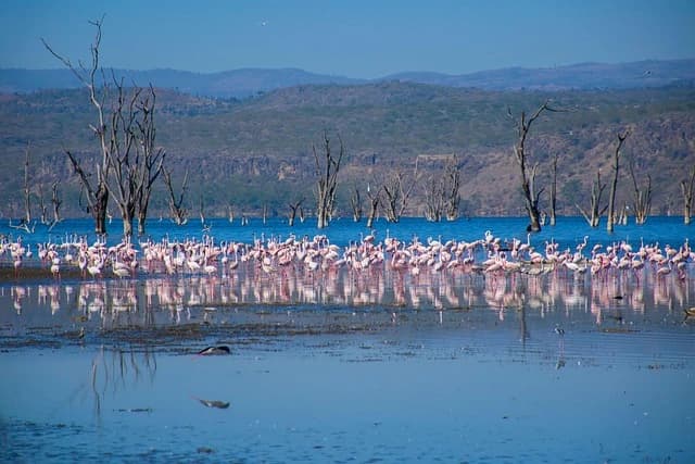 Lake Nakuru Flamingo Haven