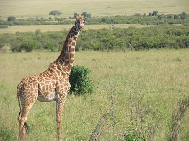 Maasai Mara Savannah Experience