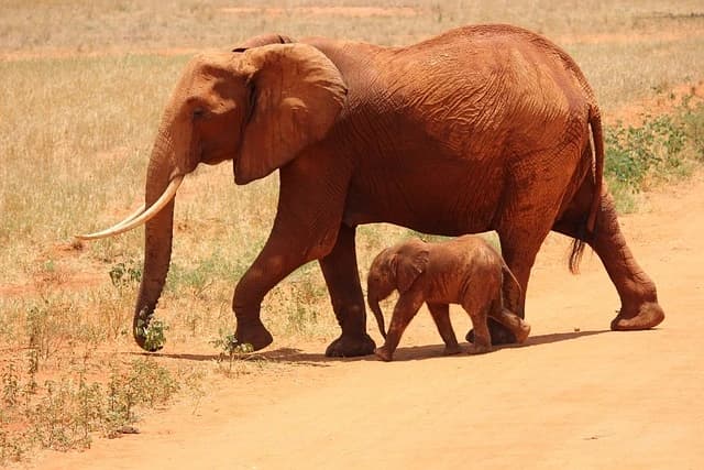 Tsavo Wilderness Expedition