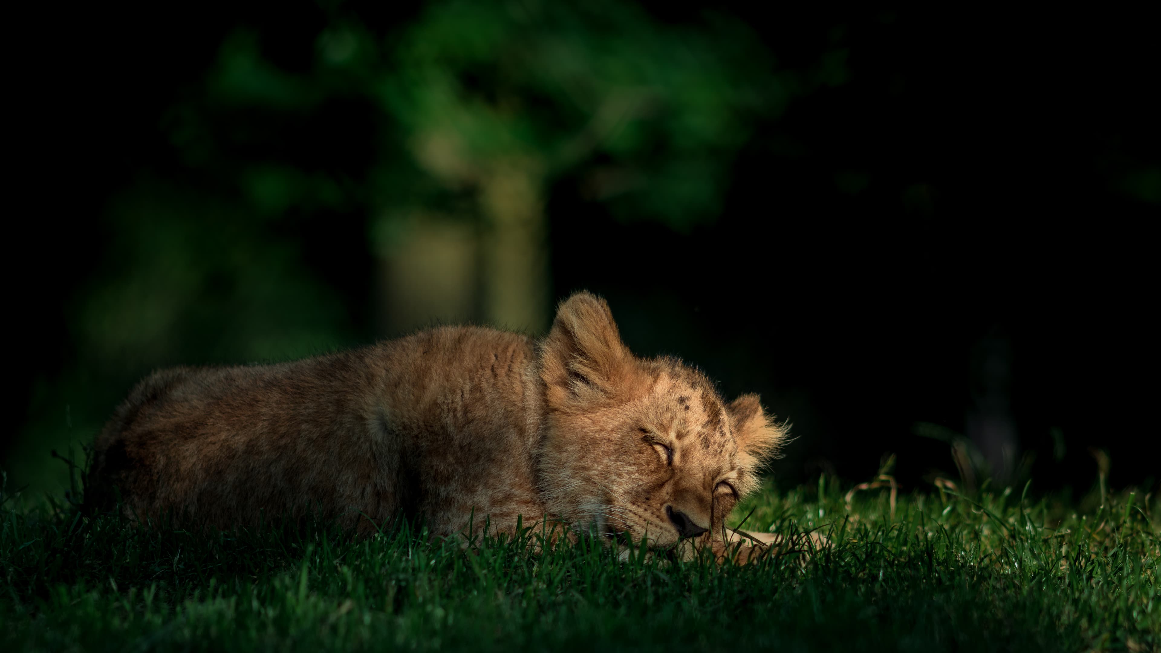 Safari Deck Experience