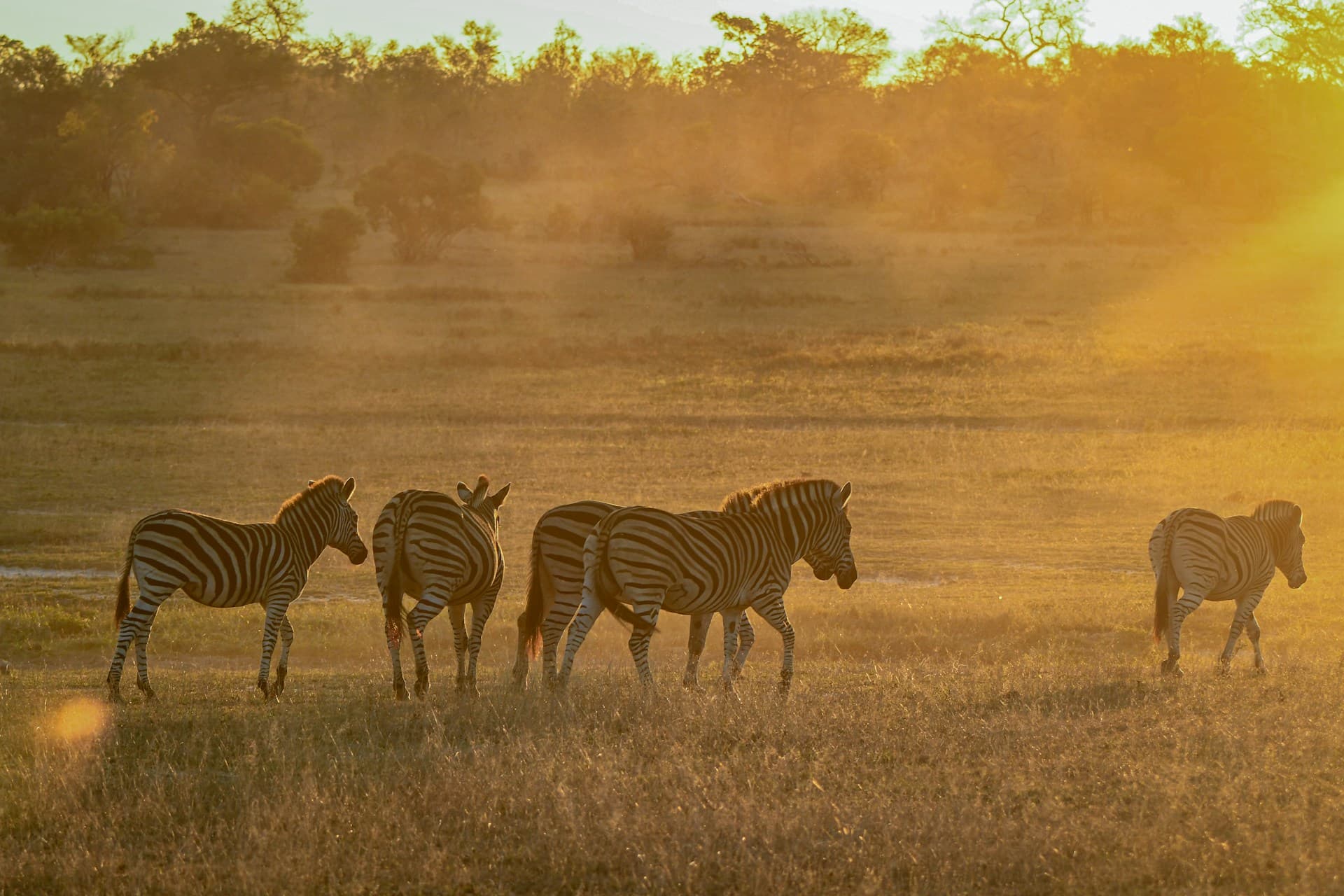 Drew Safaris Zebra Sunset